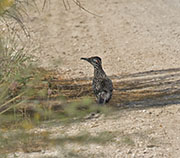 Picture/image of Greater Roadrunner