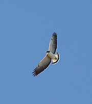Picture/image of White-tailed Hawk