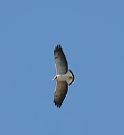 Picture/image of White-tailed Hawk