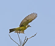 Picture/image of Couch's Kingbird