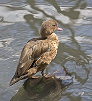 Picture/image of Madagascar Teal