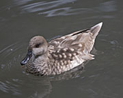 Picture/image of Marbled Teal