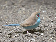 Picture/image of Red-cheeked Cordon-bleu