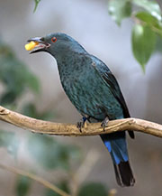 Picture/image of Asian Fairy-bluebird