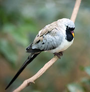 Picture/image of Namaqua Dove