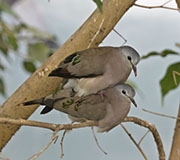 Picture/image of Emerald-spotted Wood-dove