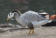 Picture/image of Bar-headed Goose