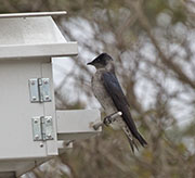 Picture/image of Purple Martin