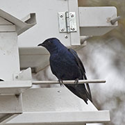 Picture/image of Purple Martin