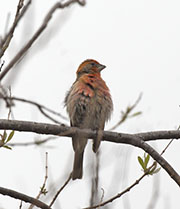 Picture/image of Purple Finch