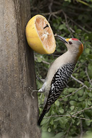 Picture/image of Golden-fronted Woodpecker