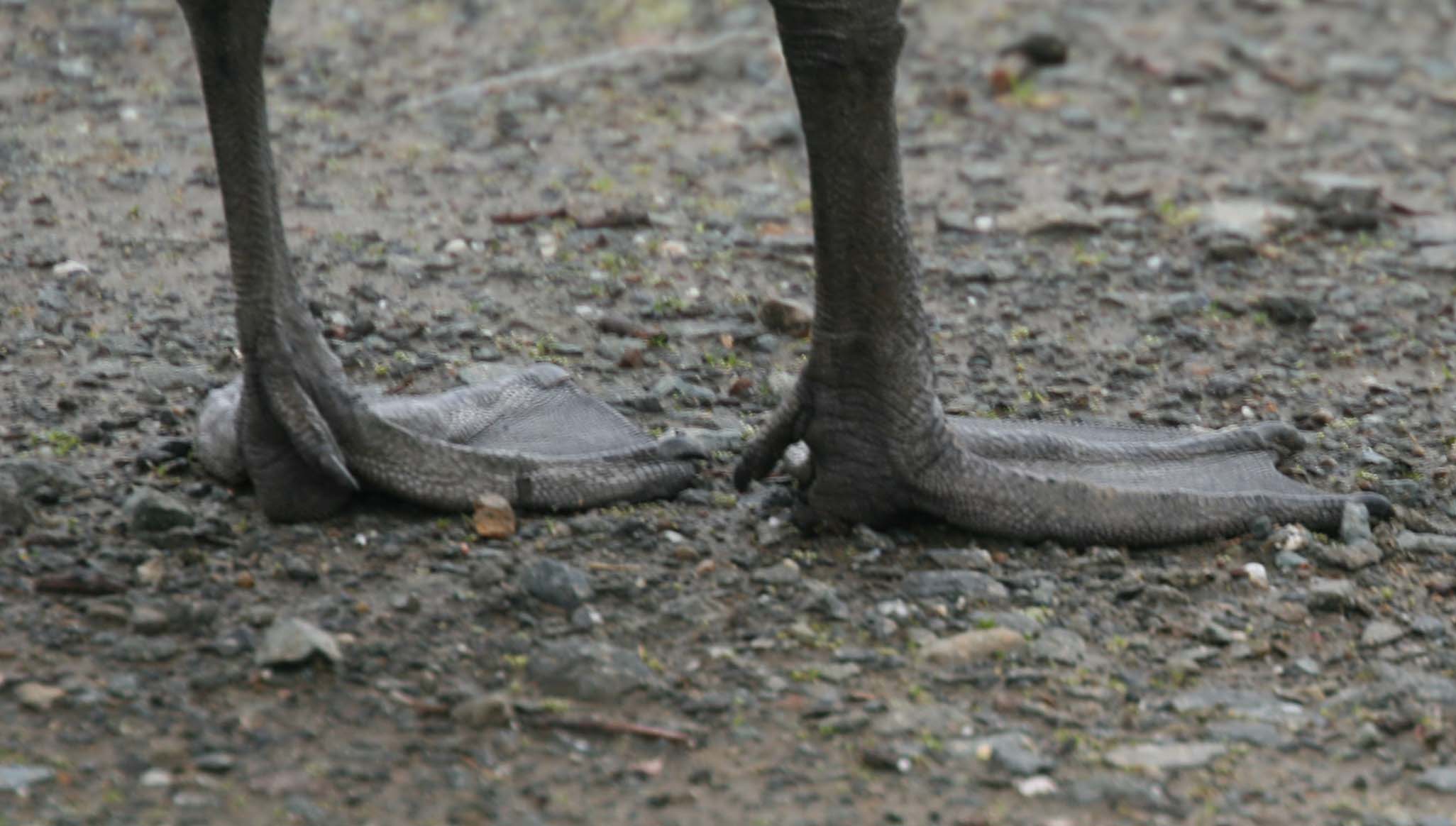 Pictures and information on Canada Goose