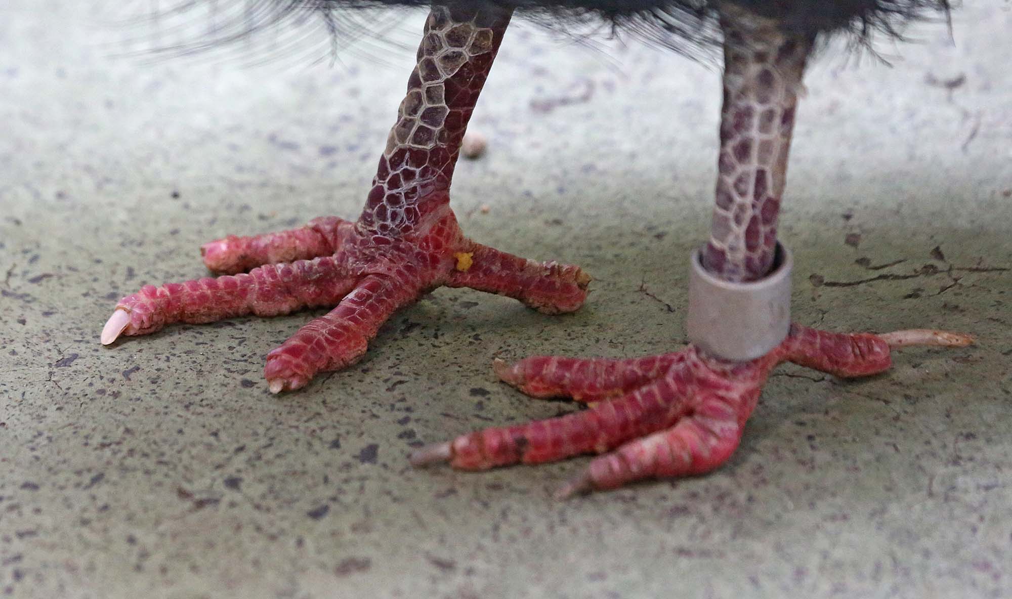 Pictures and information on Victoria CrownedPigeon